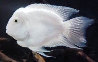 Platinum Parrot Cichlide15